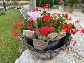 Campagna DaMare - Image 4