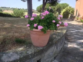 Villa La Cerretana - Image 4