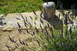 Les Terrasses du Luberon - Image 3
