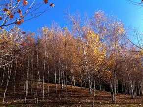 Birches Luxury Spa Chalets - Image 4