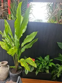 Blue Lagoon Tropical Sanctuary - Image 4