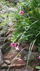 Nirvana at Montville - Image 5
