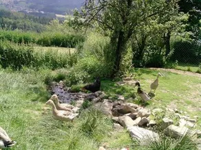 Kriegerhof - Image 4
