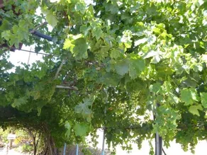 Stavros Apartments - Image 4