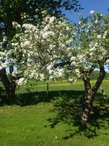Fredriksons Pensionat Sjobacka - Image 3
