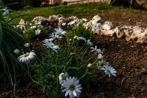 La Gardenia - Image 4