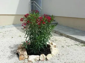 Atena Zaton - Image 5