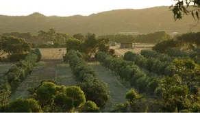 Bentwood Olive Grove Accommodation - Image 4