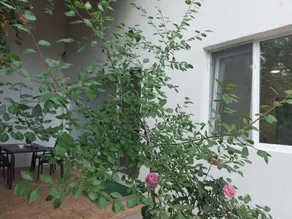 Villa Romelia - Select Apartments - Image 3