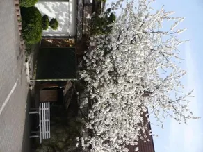 Hotel am Birkenweg - Image 2