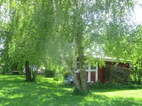 Kastanie - Image 5