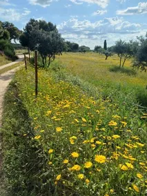 Monte Da Fonte Santa De Sao Luis - Image 5