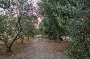 Armaniola - Image 4