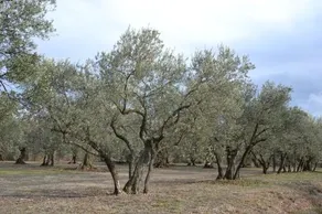 Au Temps Des Cerises - Image 2