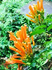 Jade Munnar - Image 5