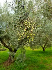 Majori - Image 3