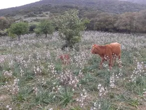 Majori - Image 4