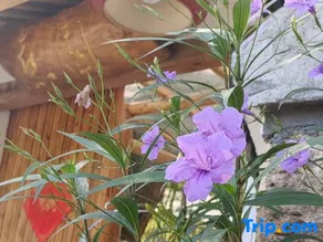 Xiyuan Homestay - Image 3