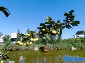 Yucheng Zhuangyuan Inn - Image 4