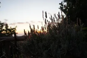 La Ginestra - Image 2