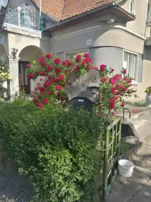 Pas Emilija - Image 4