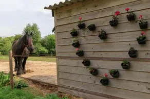 Het Grote Paard - Image 2
