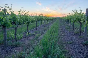 Barossa Valley Lyndoch - Image 3