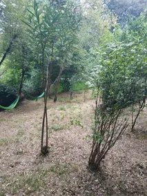 Bosque De Cuevas - Image 4