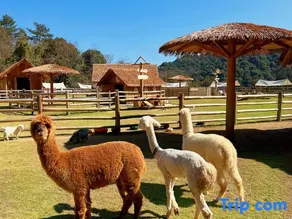 Longyan Forest Water Village Homestay - Image 3