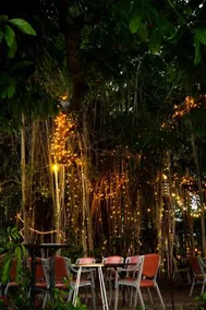Banyan Tree - Image 3