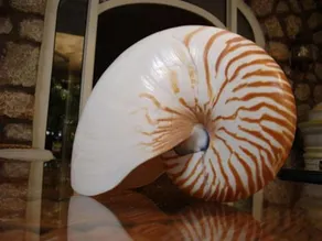 Nautilus - Image 2