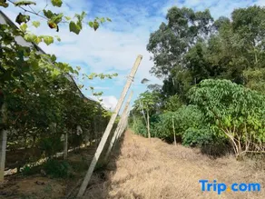 Tihu Homestay - Image 4