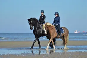 Zeester 4 Persoons - Image 4