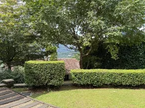 Leaf Olu Ella - Image 4