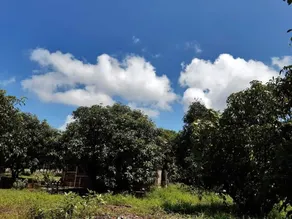 Aranya Kutir Resort - Image 2