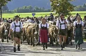 Garni Vergissmeinnicht - Image 1
