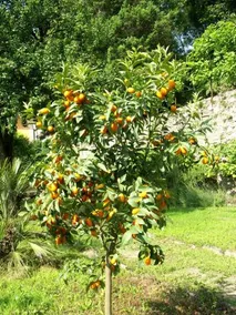 Villa La Canonica - Image 2