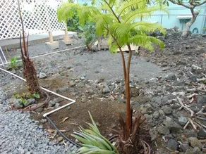 Ahi Hale - Image 2