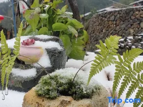 Xixi Tangli Homestay - Image 4