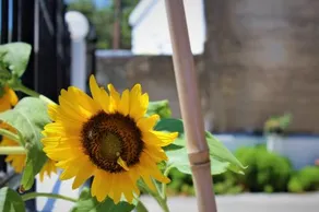 Koula's Place - Image 2