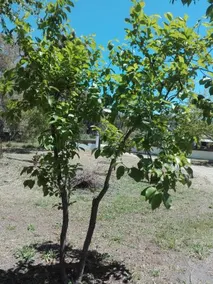 Chacon Ii - Image 3