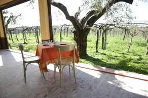 Grappoli di Sole - Image 4