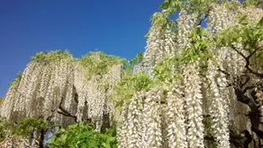 Hasamaya - Image 3