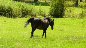 Ferme des Chartroux - Image 2