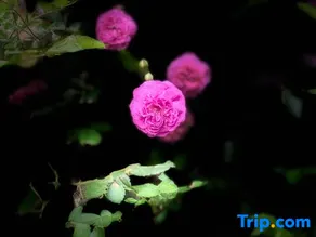Xixi Tangli Homestay - Image 3