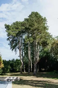 Manoir François du Tilleul - Reims - Fismes - Image 3