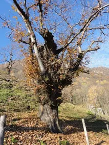 Casa delle Befane - Image 4