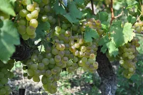 Clos des Caillettes - Image 4