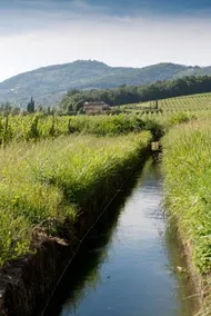 Fattoria Sardi Giustiniani - Image 5