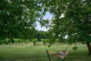 Les Vignes - Image 5